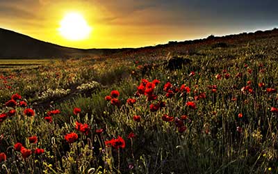 صنایع تبدیلی اردبیل